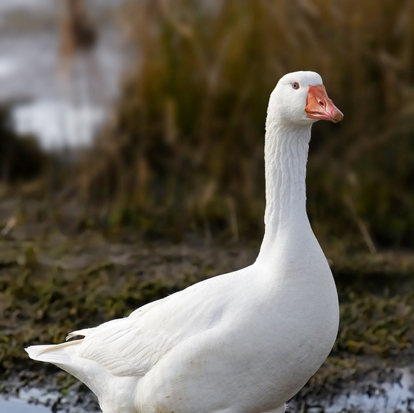 goose43280